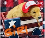 Puppy Puppy 1 Golden Retriever