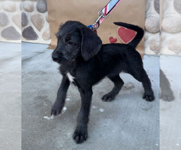 Medium Photo #4 Black Mouth Cur-Poodle (Standard) Mix Puppy For Sale in Grafton, WI, USA