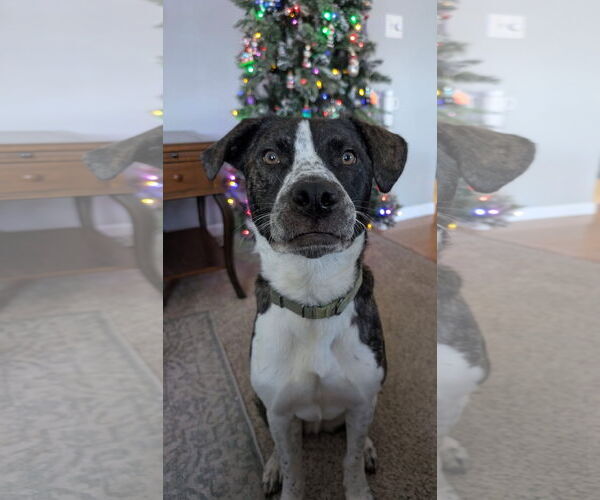 Medium Photo #11 American Pit Bull Terrier-Saint Bernard Mix Puppy For Sale in Germantown, OH, USA