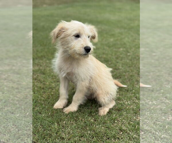 Medium Photo #7 Mutt Puppy For Sale in PIPE CREEK, TX, USA