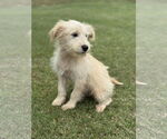 Small #6 Mutt