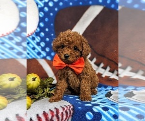 Poodle (Toy) Puppy for sale in GLEN ROCK, PA, USA