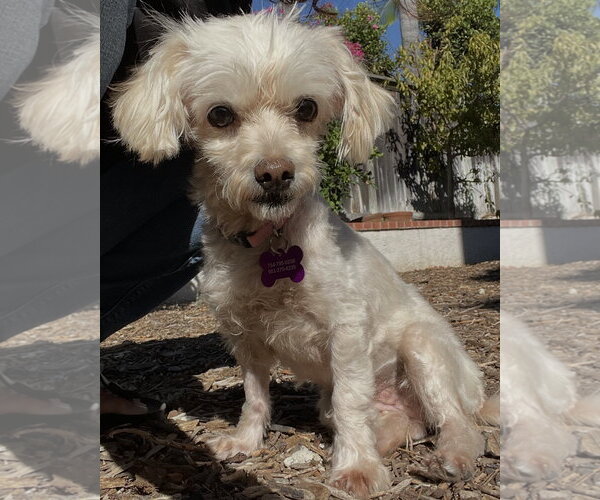 Medium Photo #2 Maltese-Unknown Mix Puppy For Sale in Corona, CA, USA