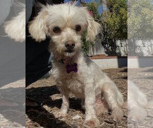 Trina - Female Maltese-Unknown Mix Dog for Adoption - Photo #2