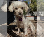 Small #1 Maltese Mix