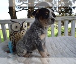 Small Photo #5 Australian Cattle Dog-English Shepherd Mix Puppy For Sale in HONEY BROOK, PA, USA