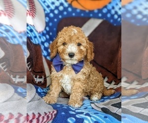 English Springer Spaniel-Poodle (Miniature) Mix Puppy for sale in LINCOLN UNIVERSITY, PA, USA