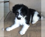 Small Photo #4 Aussiedoodle-Poodle (Miniature) Mix Puppy For Sale in GAP, PA, USA