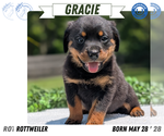 Small #11 Rottweiler