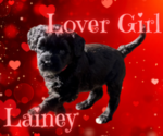 Puppy Lainey Portuguese Water Dog