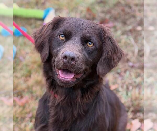 Medium Photo #1 Boykin Spaniel-Unknown Mix Puppy For Sale in Yardley, PA, USA