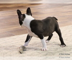 Small Photo #27 Boston Terrier Puppy For Sale in WINNSBORO, TX, USA