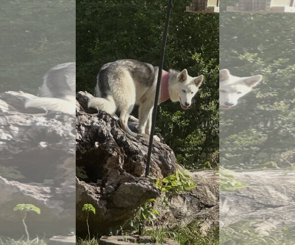 Medium Photo #2 Siberian Husky-Unknown Mix Puppy For Sale in Rockaway, NJ, USA
