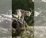 Small #1 Siberian Husky Mix