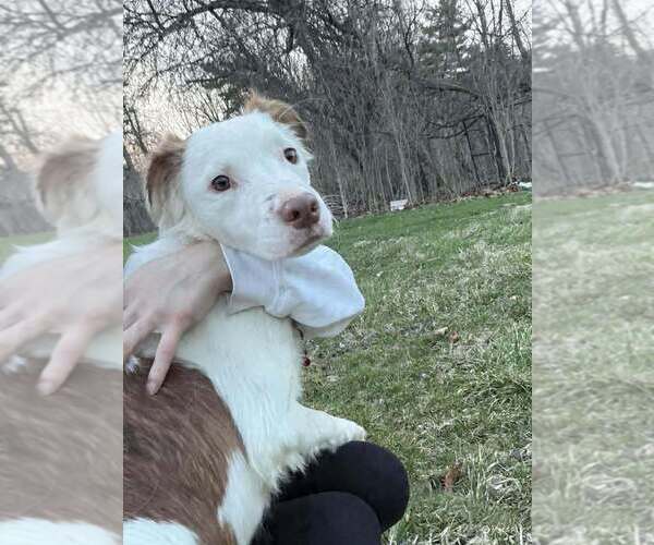 Medium Photo #3 Australian Terrier-Unknown Mix Puppy For Sale in Springdale, PA, USA