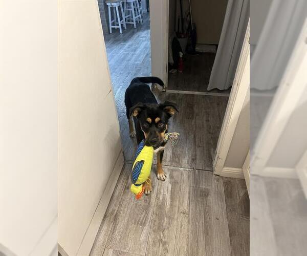 Medium Photo #2 German Shepherd Dog-Unknown Mix Puppy For Sale in Visalia, CA, USA