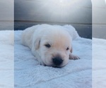 Small Photo #11 Goldendoodle-Siberian Husky Mix Puppy For Sale in DOUGLASVILLE, GA, USA