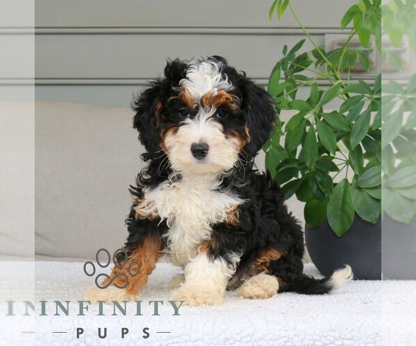 Medium Photo #4 Bernedoodle (Miniature) Puppy For Sale in NARVON, PA, USA