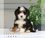 Small #3 Bernedoodle (Miniature)