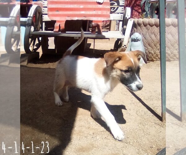 Medium Photo #17 Mutt Puppy For Sale in Apple Valley, CA, USA