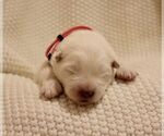 Puppy 1 Samoyed
