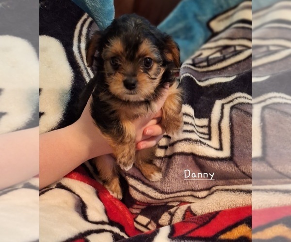 Medium Photo #4 Shorkie Tzu Puppy For Sale in SCOTTSDALE, AZ, USA