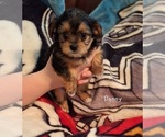 Small Photo #4 Shorkie Tzu Puppy For Sale in SCOTTSDALE, AZ, USA