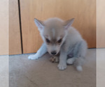 Small #1 Gerberian Shepsky