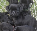 Puppy Puppy 4 Pug