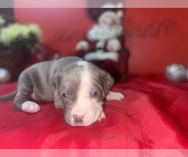 Medium Photo #4 American Pit Bull Terrier Puppy For Sale in TRENTON, NJ, USA