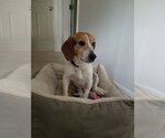 Small Photo #1 Beagle-Unknown Mix Puppy For Sale in Herndon, VA, USA