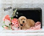 Small #4 Golden Retriever