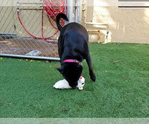 Sadie - Female Labrador Retriever-Unknown Mix Dog for Adoption - Photo #51