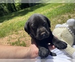 Small Photo #5 Labrador Retriever Puppy For Sale in FREDERICKSBURG, VA, USA