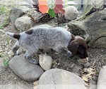 Puppy Female 2 German Shorthaired Pointer