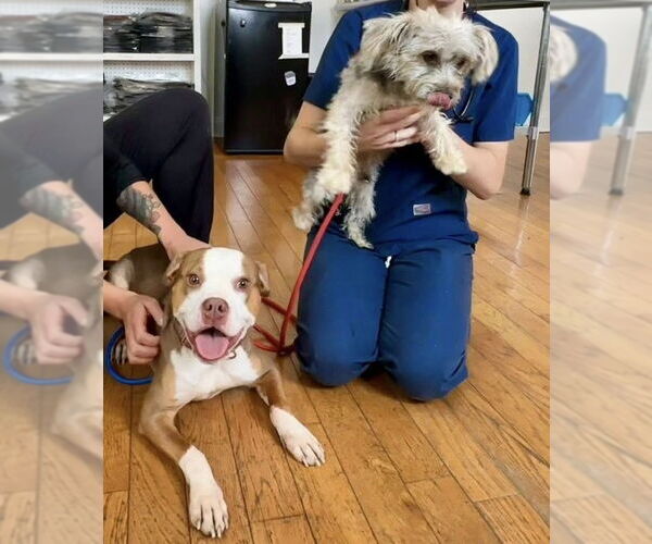 Medium Photo #17 Mutt Puppy For Sale in Chester, NJ, USA