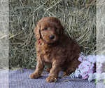 Small Photo #6 Labradoodle-Poodle (Miniature) Mix Puppy For Sale in LANCASTER, PA, USA