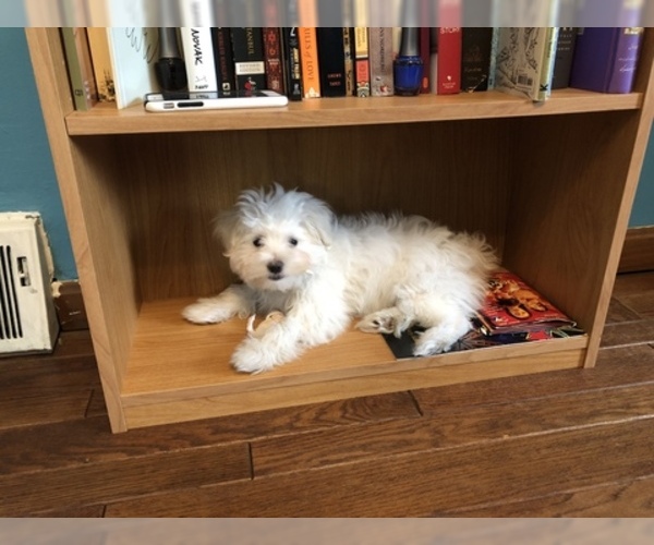 Medium Photo #3 Maltese Puppy For Sale in PHILA, PA, USA