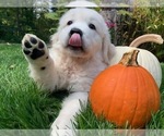Small #2 English Cream Golden Retriever