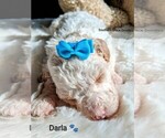 Small Photo #97 Goldendoodle (Miniature) Puppy For Sale in GASTONIA, NC, USA
