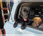 Small #9 Labrador Retriever