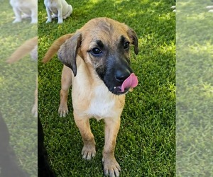 Labrador Retriever-Unknown Mix Dogs for adoption in Oakhurst, NJ, USA
