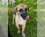 Small Labrador Retriever Mix