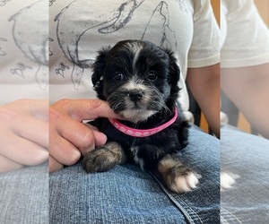 Aussiedoodle Miniature  Puppy for Sale in ALBION, New Jersey USA