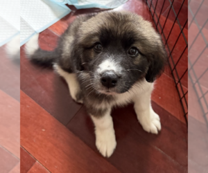 Border Collie-Unknown Mix Dogs for adoption in Brooklyn, NY, USA