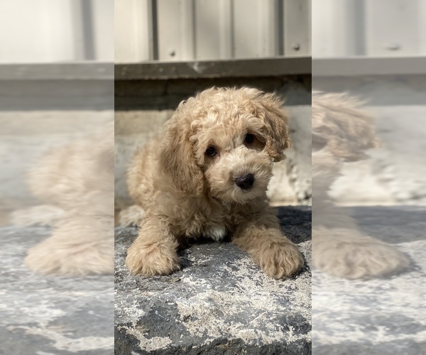 Medium Photo #6 Poodle (Toy) Puppy For Sale in CANOGA, NY, USA