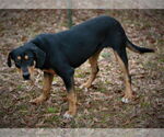 Small #3 Black and Tan Coonhound-Doberman Pinscher Mix