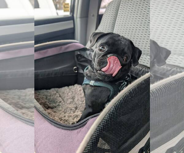 Medium Photo #3 Pug Puppy For Sale in Modesto, CA, USA