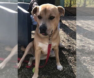 Peanut - Male Labrador Retriever-Unknown Mix Dog for Adoption - Photo #4