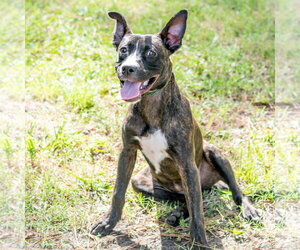 Rory - Female Mutt Dog for Adoption - Photo #2